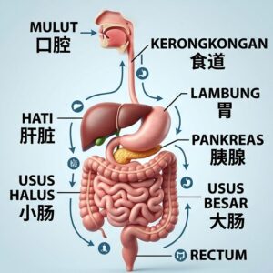 Sistem Pencernaan dalam Bahasa Mandarin